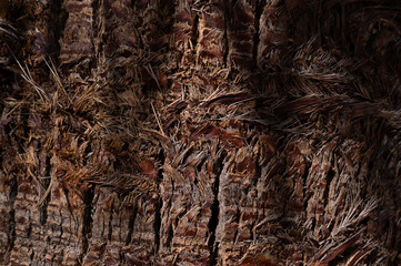 Palm tree bark and wood texture background.