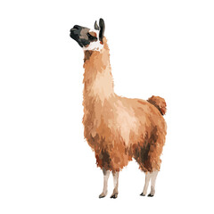 Obraz premium Cute Llama Vector Illustration Isolated Animal Art.