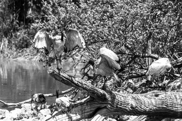 Obraz premium A flock of Sacred Ibises (Threskiornis aethiopicus) busy displaying with their wings spread on a fallen tree in a birding dam in South Africa.