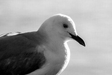 Black and white close-up of the head ofa Hartlaub's gull, (hartlaubii larus) backlit by the  morning light.