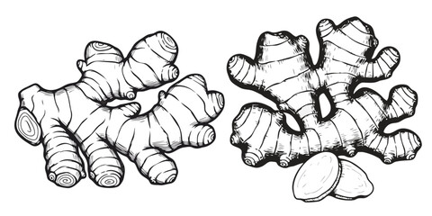 Two Hand Drawn Ginger Root Illustrations on White Background Organic Spice and Food Ingredient Collection