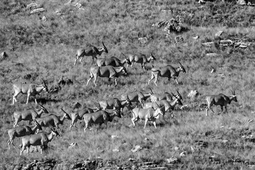 Black and white view of a large herd of Eland antelope, Taurotragus oryx, on the grassy slopes of the Drakensberg mountains of South Africa.