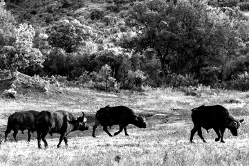 A small herd of Cape Buffalo, Syncerus caffer, in a black and white, walking in the wooded Savanna of the Kruger National Park, back-lit by the late afternoon light.