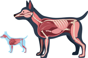 Dog Anatomy Illustration Internal Organs and Skeleton Detailed