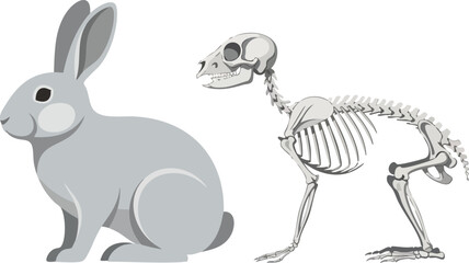 Anatomical Rabbit A Look at the Living Creature and its Skeletal Structure