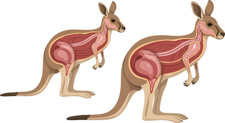 Kangaroo Anatomy Diagram