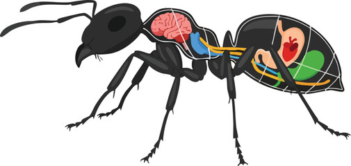 Anatomy of an Ant A Detailed Biological Illustration