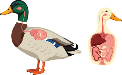 Duck Anatomy Illustration with Digestive System Diagram