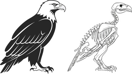 Detailed Illustration of an Eagle's Anatomy From Feathers to Skeleton