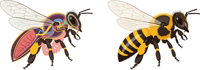 Anatomy of a Bee Illustration Comparing Internal and External Structures