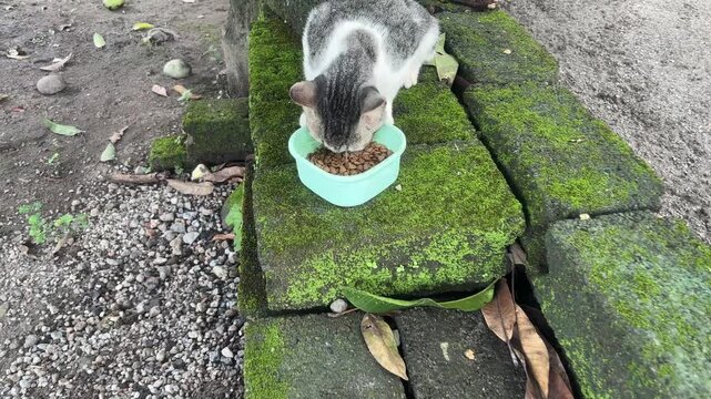 Cute Tabby Cat Eating Dry Kibble Food Outdoors on Mossy Stone Wall