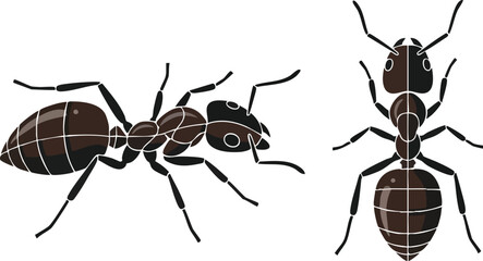 Ants Close-Up Detailed Side and Top Views of Insects