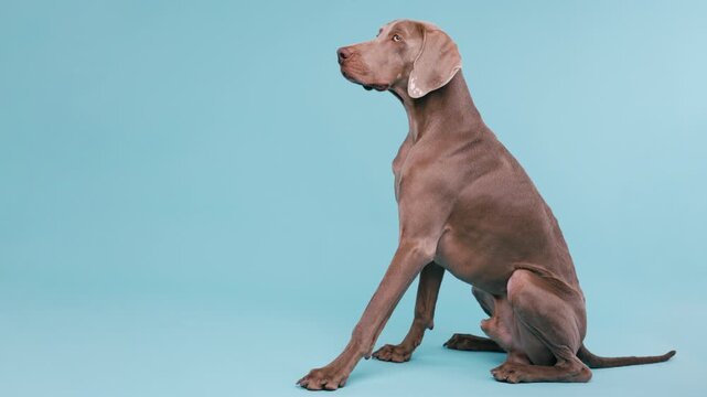 Beautiful purebred weimaraner dog sitting patiently in profile. The elegant gray ghost breed is looking up against a plain blue background