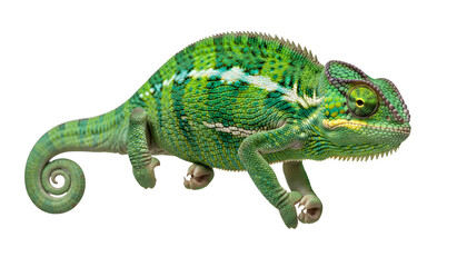Obraz premium Green chameleon lizard reptile exotic pet wild animal closeup on transparent background