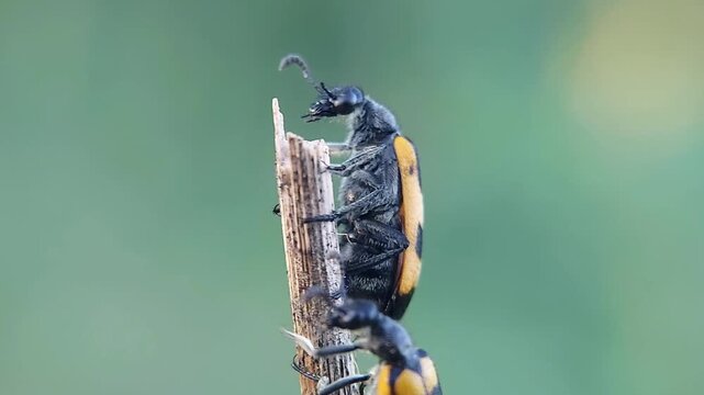 Mylabris Beetle Flapping Wings, 4K Slow Motion Macro Video