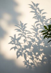 Fototapeta premium Ethereal dance of foliage shadows on textured wall: A minimalist botanical study with warm tones creating a serene
