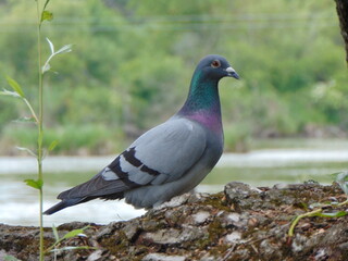 pigeon on the grass