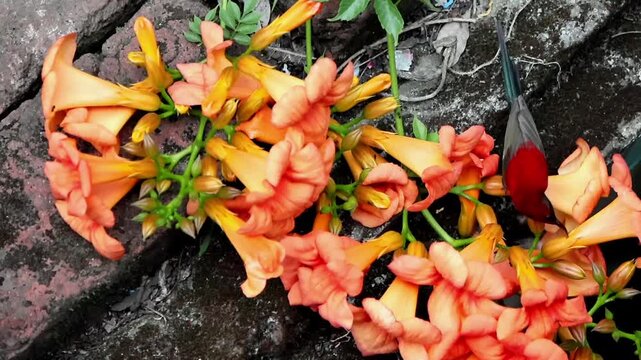 A beautiful high-angle shot shows a male crimson sunbird drawing nectar from Chinese trumpet vine flowers on a warm summer morning in Himachal Pradesh.