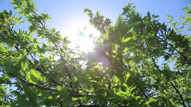Point of view shot from vehicle driving along winding asphalt road through green forest mountains. Passing oncoming traffic on sunny day with clear blue sky.

