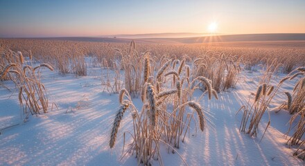 Frozen wheat field covered in frost during a cold winter sunrise