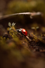 Ladybug in its natural habitat, warm atmospheric autumn background. Forest after rain in brown colors.