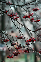 mountain ash in the ice