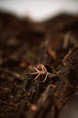 Ladybug in its natural habitat, warm atmospheric autumn background. Forest after rain in brown colors.