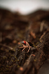 Ladybug in its natural habitat, warm atmospheric autumn background. Forest after rain in brown colors.