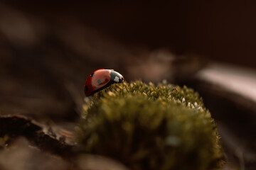 Ladybug in its natural habitat, warm atmospheric autumn background. Forest after rain in brown colors.