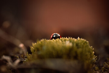 Ladybug in its natural habitat, warm atmospheric autumn background. Forest after rain in brown colors.