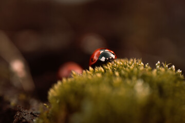 Ladybug in its natural habitat, warm atmospheric autumn background. Forest after rain in brown colors.