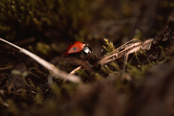 Ladybug in its natural habitat, warm atmospheric autumn background. Forest after rain in brown colors.