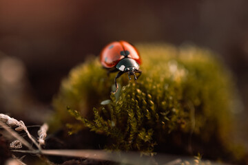 Ladybug in its natural habitat, warm atmospheric autumn background. Forest after rain in brown colors.