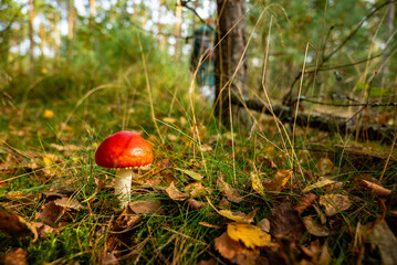 A mushroom with a white leg and a red hat in the forest