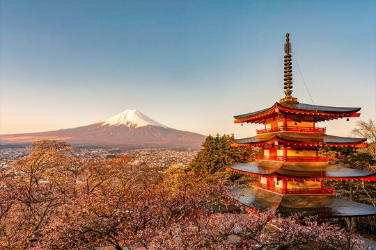Chureito Pagoda surrounded by cherry blossoms with Mount Fuji in the background. 