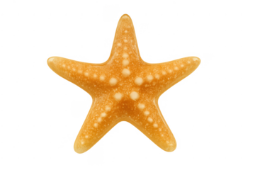 Orange starfish on transparent background representing marine life
