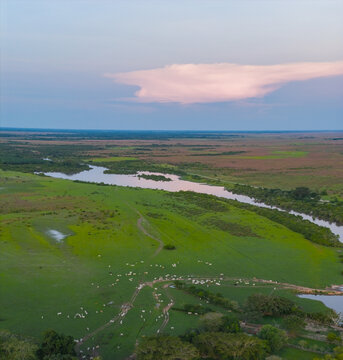 Aerial view of the winding Guanapalo River cutting through verdant fields where cattle graze under a soft, pastel-colored sky, San Luis de Palenque, Casanare, Colombia.