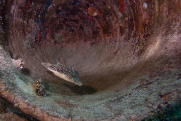 A small beautiful fish in a pipe underwater. Picture of a red sea toby, Canthigaster margaritata. Photo from Hurghada, Egypt