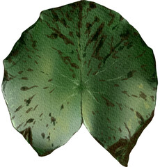 Watercolor lotus leaf on paper texture illustration