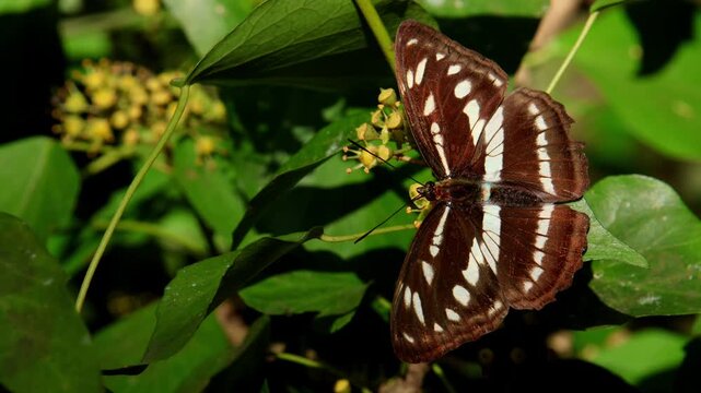 A detailed high-angle closeup shows Athyma opalina, the Himalayan sergeant butterfly, feeding and pollinating on the flowering clusters of Himalayan ivy in a pristine forest of Himachal Pradesh.