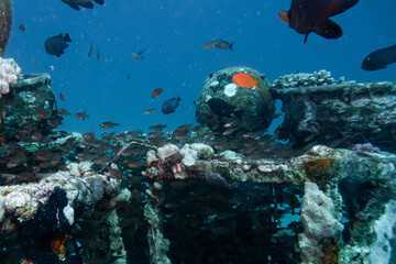 An artificial coral reef teaming with life. Picture from a scuba dive in the Red Sea, Hurghada, Egypt. Blue ocean background