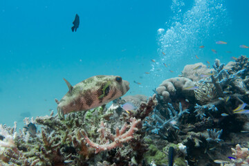 A white-spotted puffer fish, Arothron hispidus, swimming over a coral reef in the Red Sea, Egypt