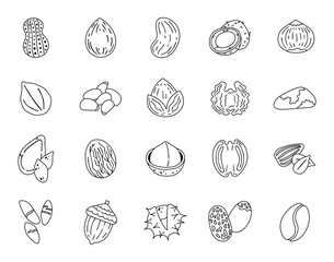 Healthy nut set in outline line art, peanut, almond, cashew, coconut, hazelnut, pistachio, nutlet, pumpkin seed, nutmeg, pecan, sunflower seed, acorn, chestnut, coffee bean