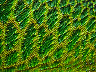 Obraz premium Vibrant green and yellow reptile skin texture, close-up of scales