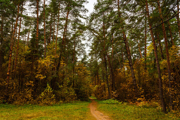 Fototapeta premium Forest path in autumn park with tall pine trees and golden foliage. Nature trail in seasonal woodland for outdoor activity. Scenic landscape.