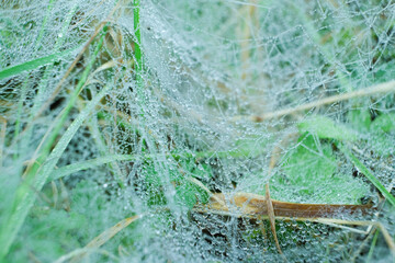 Natural Abstract Background. Dew-Covered Spider Silk in Meadow.