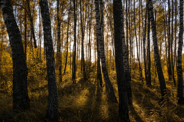 Obraz premium Sun setting through birch tree trunks in forest. Golden light illuminating autumn landscape in grove. Natural scenic view for wallpaper design.