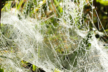 Macro View of Spider Web with Morning Dew Drops