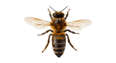 A detailed topdown view of a honey bee with its wings spread wide.