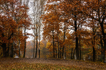 Fototapeta premium Autumn forest with birches and trees with golden yellow foliage. Natural scenic landscape during fall season for background.